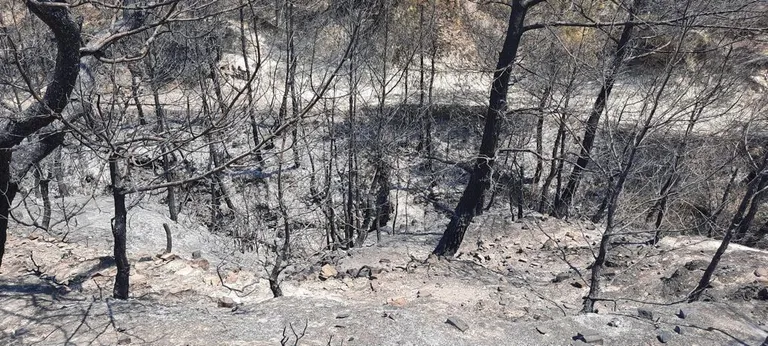 Forest fires: KESK delegation visits Manavgat, Antalya