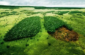 Tarım Orkam Sen: Orman Kanunu Otuzuncu Kez Değiştiriliyor!